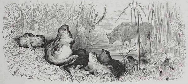 La Grenouille qui veut se faire aussi grosse que le Bœuf - Jean de la Fontaine - Illustration de Gustave Doré
